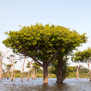 Study identifies global ecosystems most sensitive to changes in climate