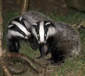 New light on the secret life of badgers | Research | University of Oxford