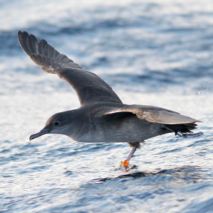 Europe's rarest seabird 'could be extinct within 60 years'