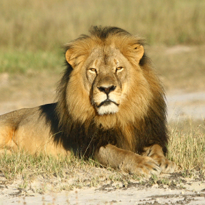 New research reveals extent of human threat to lion populations