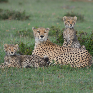 Estimates of cheetah numbers are 'guesswork', say researchers