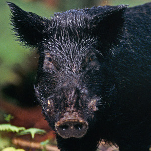 Throughout history, humans have preferred their pigs to be black