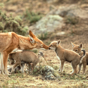 First test of oral rabies vaccine brings hope to the world's rarest canid