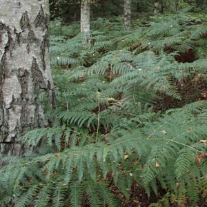 International award for Botanic Garden and Harcourt Arboretum