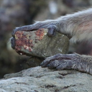 Generations of macaques used 'tools' to open their oysters and nuts