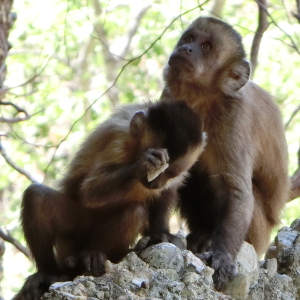 'Monkeys make stone flakes too so humans are not unique after all'