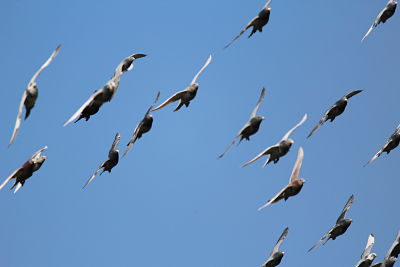 Homing pigeons share our ability to build knowledge across generations