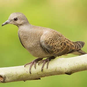 Longer-distance migratory birds may be smarter