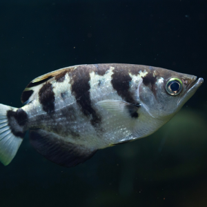 Fish can recognise human faces, new research shows