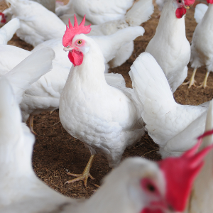 Monitoring chicken flock behaviour could help combat leading cause of food poisoning