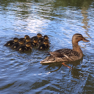 Bird-brained? Scientists show newborn ducklings can acquire notions of 'same' and 'different'