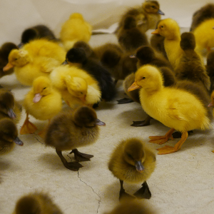 Ducklings 'maintain two separate memory banks of visual information'