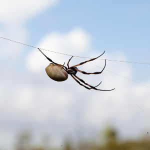 Spider silk: nature's bio-superlens