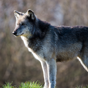 Carnivore hunting policy does not always align with science, say researchers