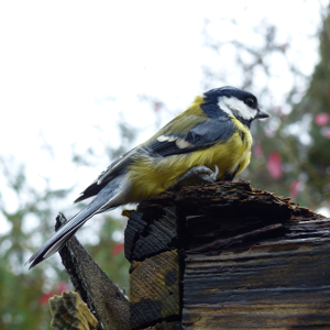 Wild birds choose love over food