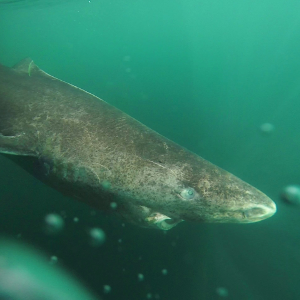 Greenland shark revealed to have longest life expectancy of all vertebrates