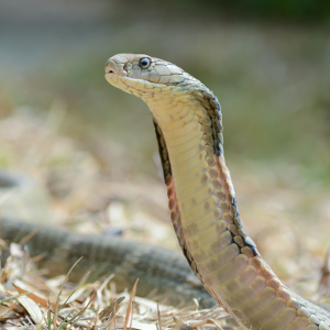 Researchers reveal top 10 most popular reptiles (and why it matters)