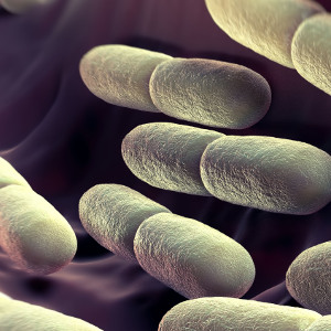 Competition between 'good bacteria' important for healthy gut, say researchers