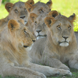 Scientists devise new method to give 'most robust' estimate of Maasai Mara lion numbers