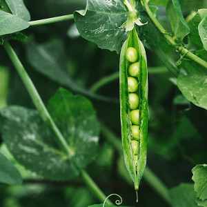 Not so pea-brained after all! Pea plants demonstrate ability to 'gamble' – a first in plants