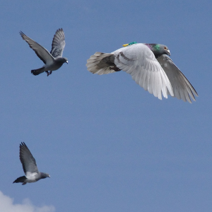 Pigeons must feel the need for speed if they want to lead