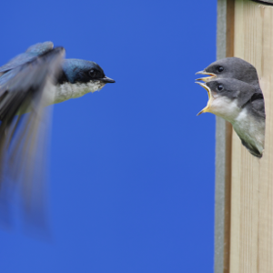 Quality of environment explains why some birds choose to neglect their hungriest chicks