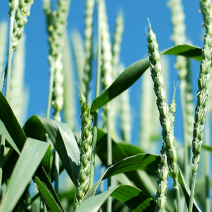 Study shows wheat crop yield can be increased by up to 20% using new chemical technology