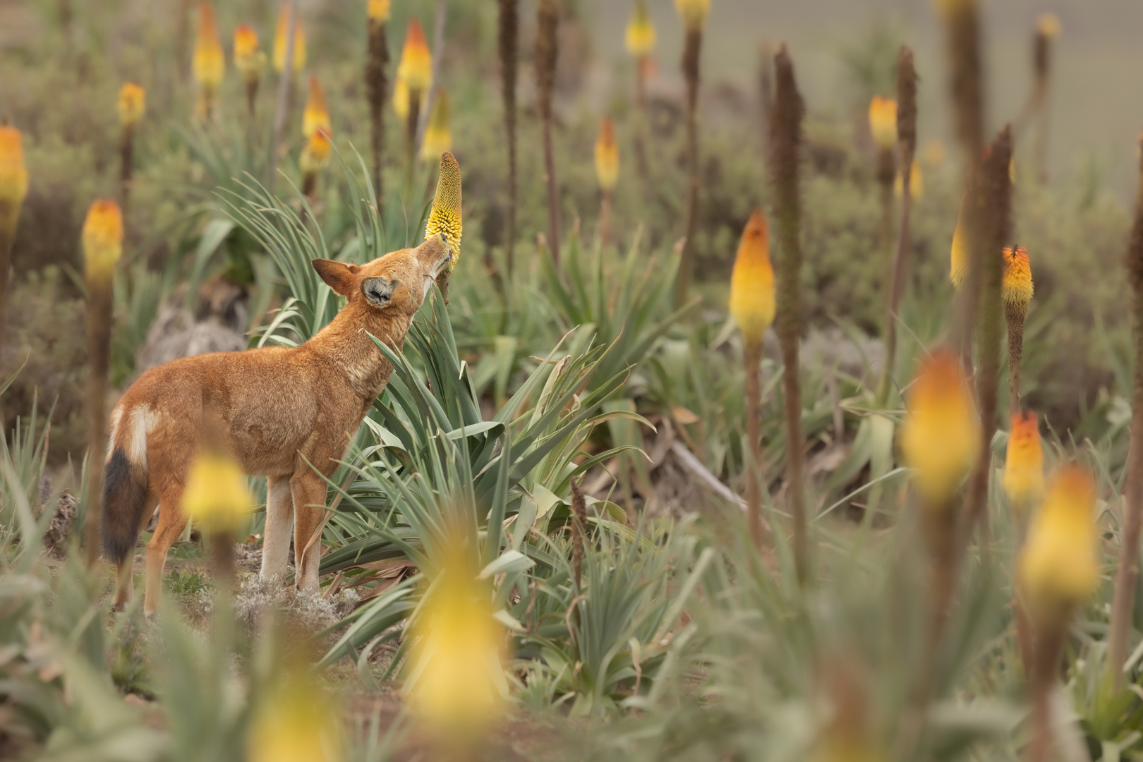 Ethiopian wolves reported to feed on nectar for the first time