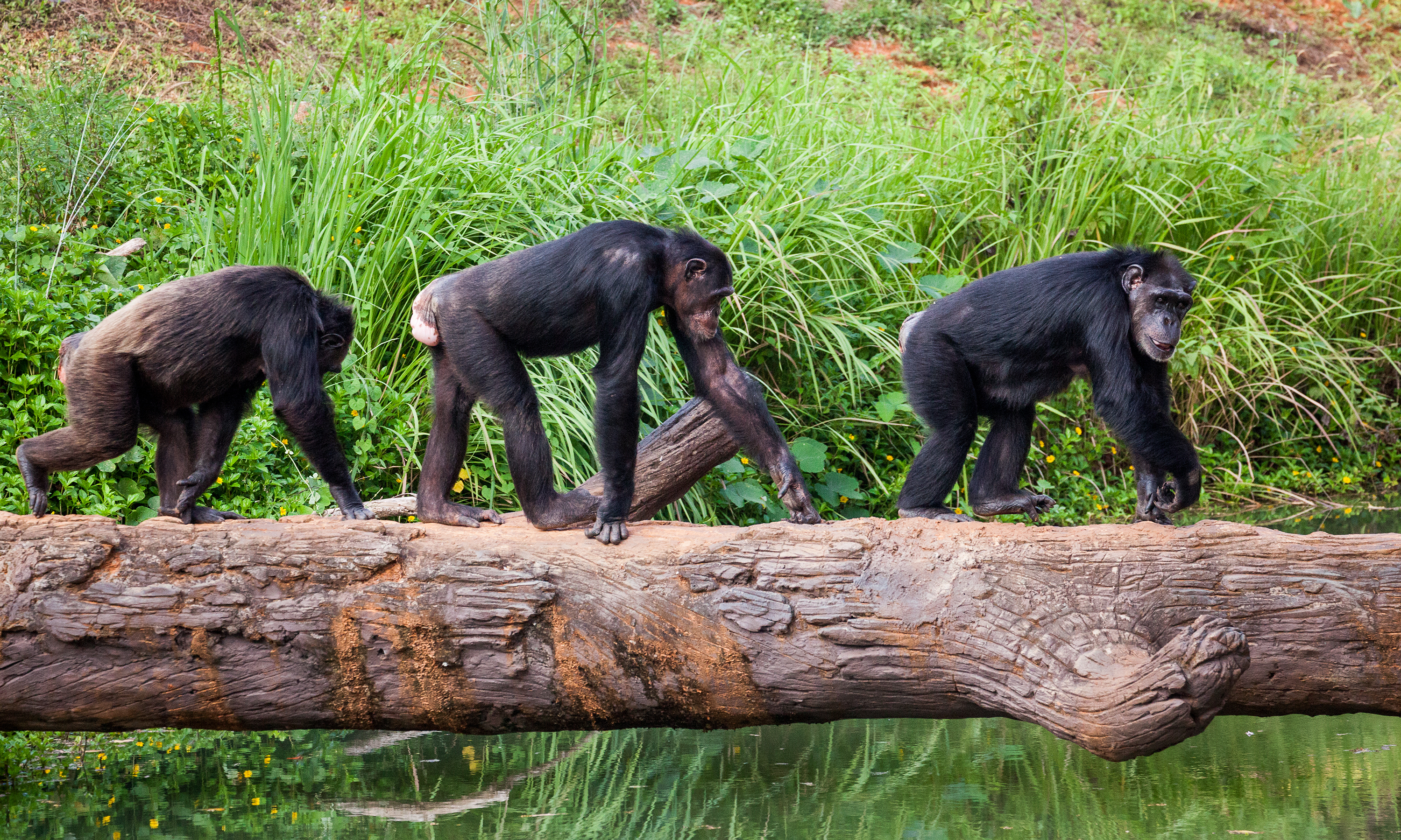 chimpanzee habitat facts