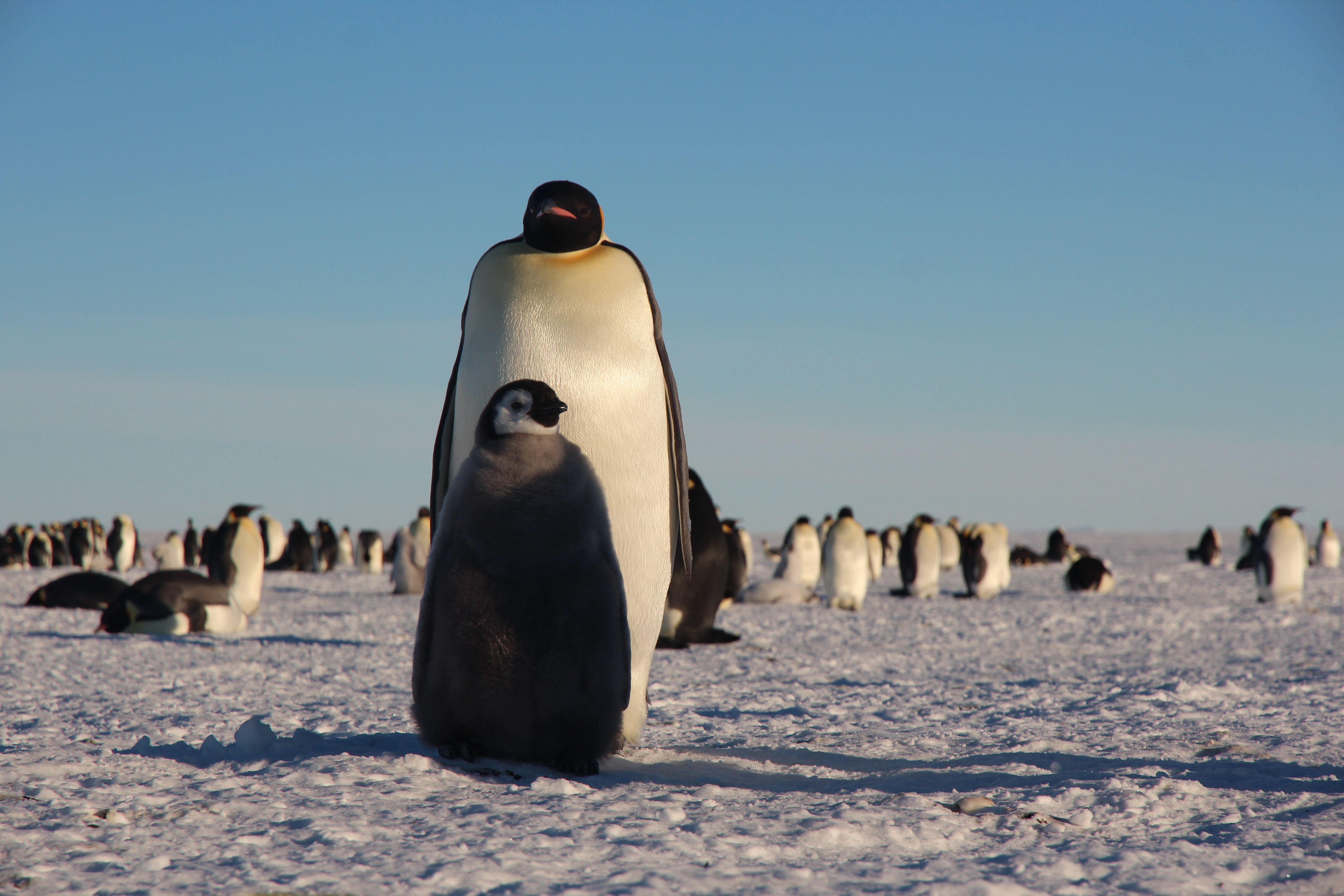 Пингвин императорский фото с человеком