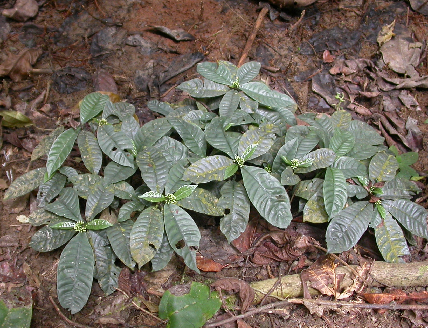 Растение Чакруна