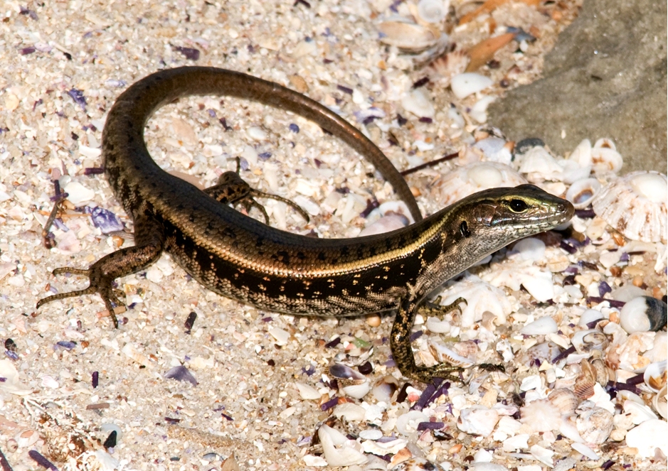 Sex Skinks And Personality University Of Oxford