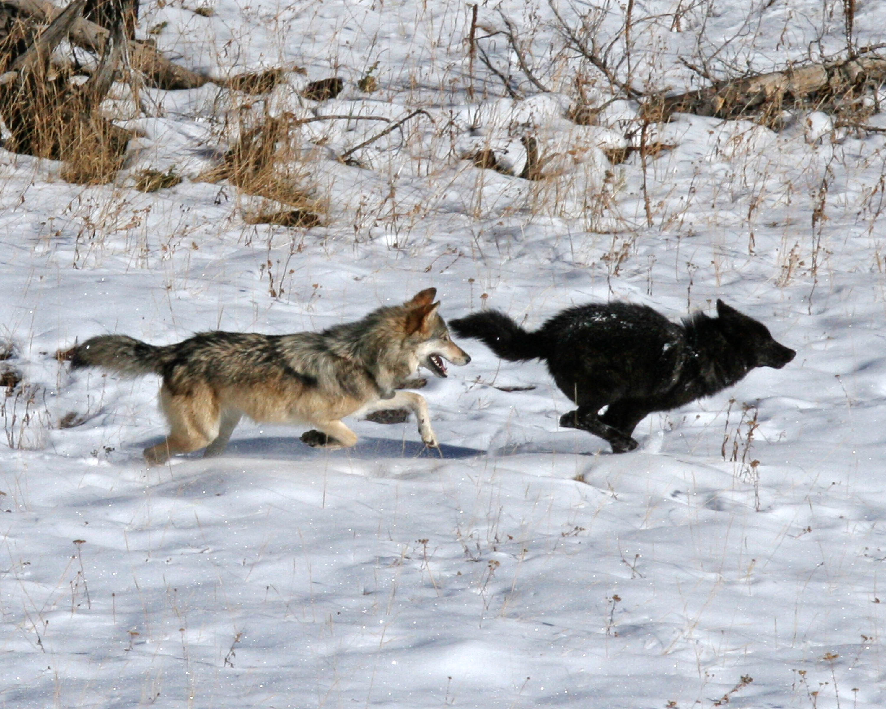 wolves fighting for mate