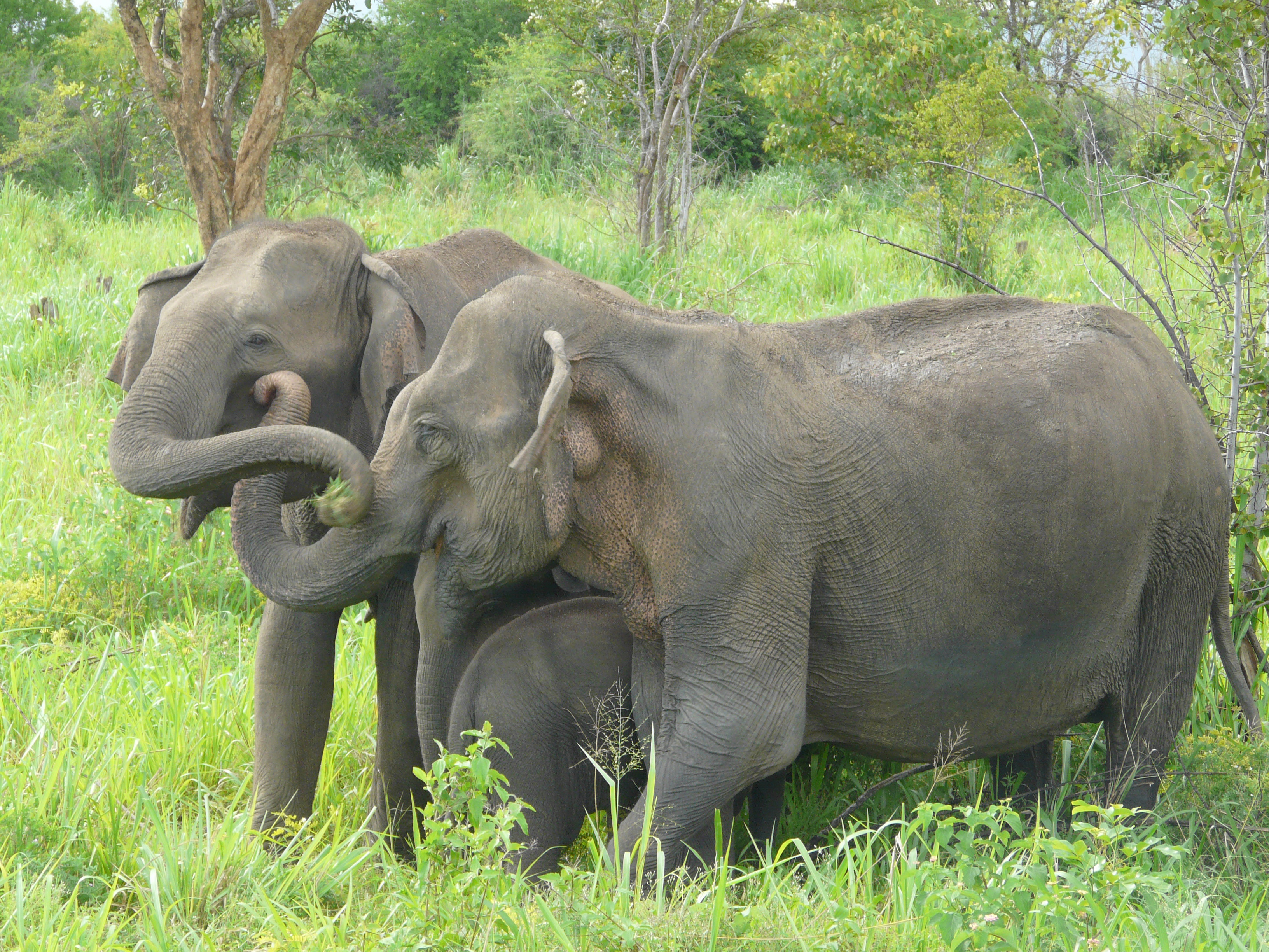 Sri Lankan Elephant, Species