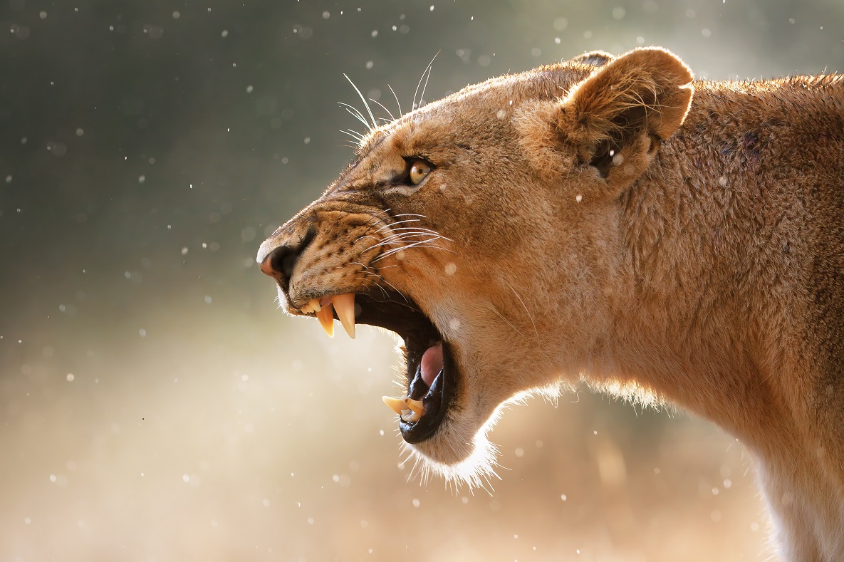 Breakthrough At Oxford: Every Lion's Roar Can Be Traced Using AI