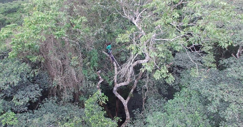 A tree climber collecting leaf samples 30 m up a rainforest tree