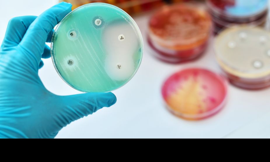 A hand wearing a blue latex glove holds up a petri dish which has colonies of bacteria growing on it. Clear circles can be seen on the plate where an antibiotic has prevented the bacteria from growing. In the background is a stack of petri dishes 