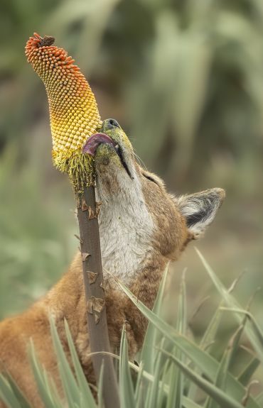 An orange wolf-like animal stretches its head upwards to lick the flowers of an Ethiopian red hot poker plant. The plant has a long slender stem with a tube-like flowerhead at the end made up of many orange and yellow tubular flowers.