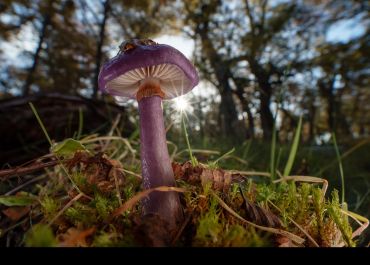 Close up shot of a parasol-like purple mushroom growing on a forest floor.