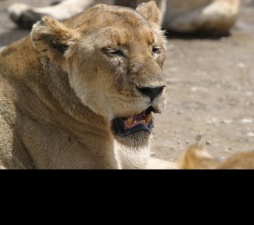 Close-up shot of the head and shoulders of an aged lioness. 