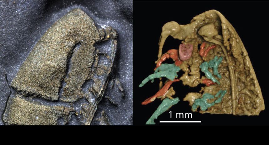 An insect-like fossil preserved in fool's gold. A 3D reconstruction, with the head antennae, mouthparts, and legs clearly visible.