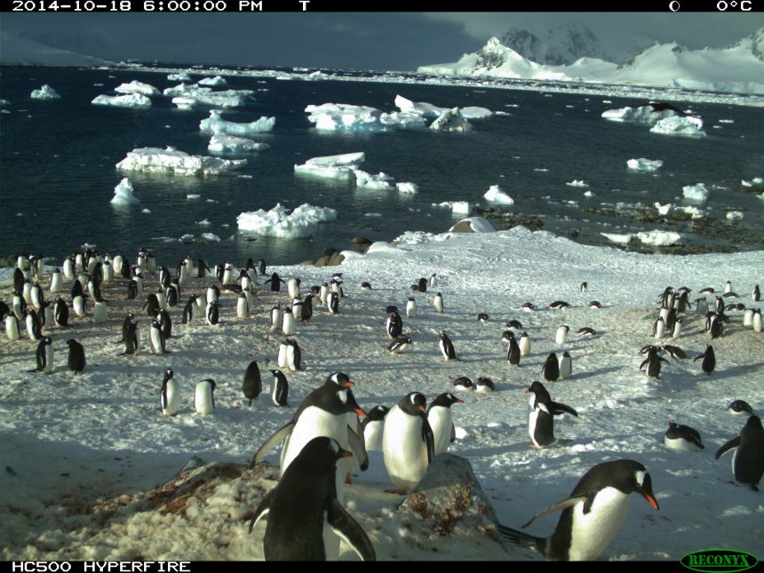 Remote cameras monitor colonies across Antarctica
