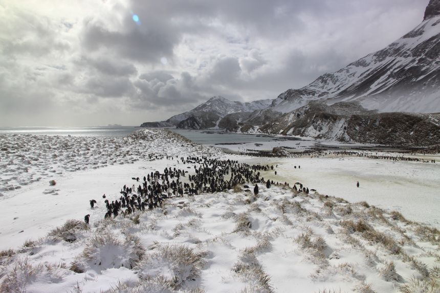 The 500,000 new images are from a year of penguin watching