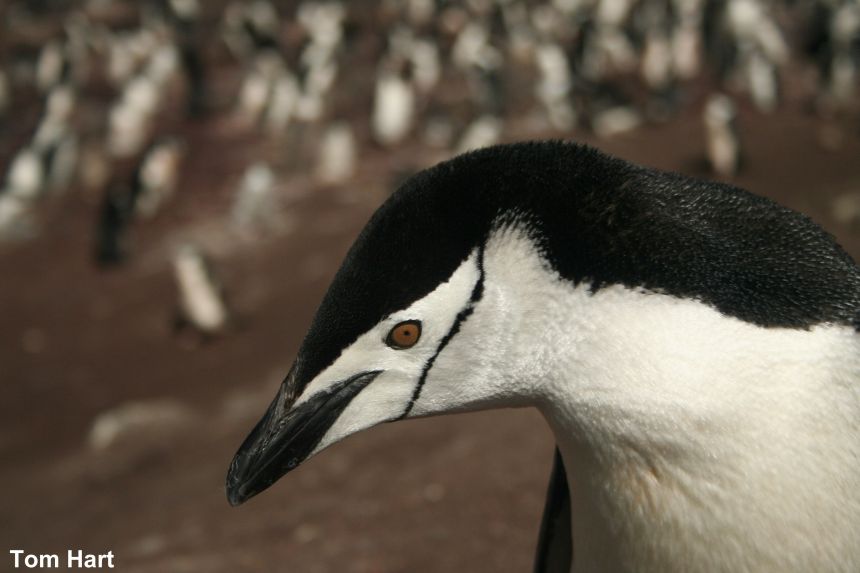 Chinstrap penguins have also become climate change 'losers' 