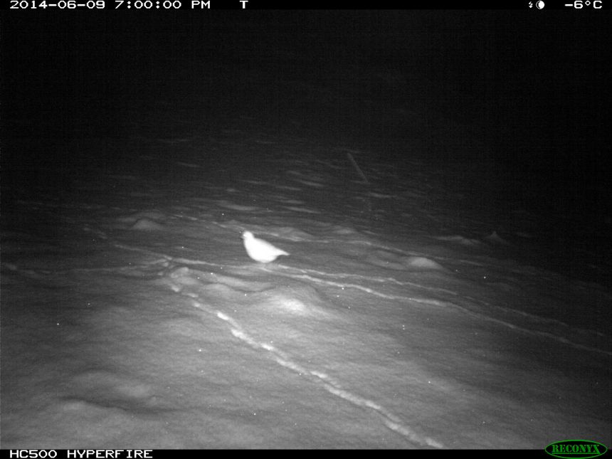 Sheathbill spotted in winter visit to penguin colony