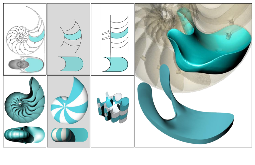 Diagram demonstrating how stacked soft cells (shapes with two corners and two curved edges) form the 3D chambers of the nautilus shell. 