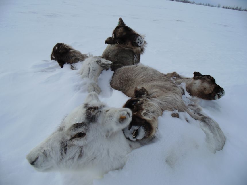 Reindeer starve to death because a thick ice covers their food. 