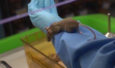 How many mice and rats are used in U.S. labs? Controversial study says more  than 100 million, Science
