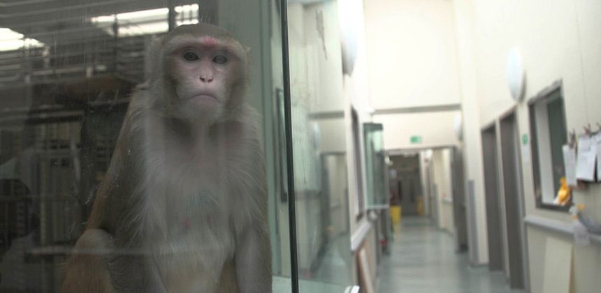 Primate in lab