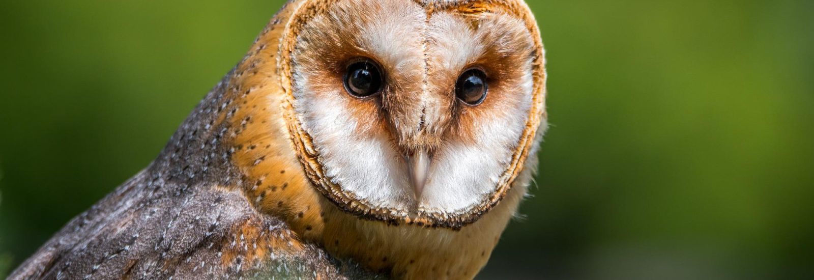 Barn owl